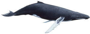 Whale PNG-19239